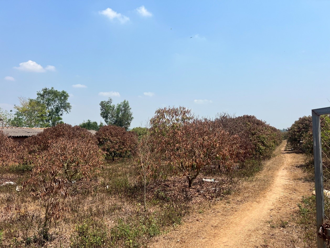 Tổng kết công tác chỉ đạo, điều hành phòng, chống hạn hán mùa khô năm 2023-2024 trên địa bàn tỉnh Đắk Lắk.